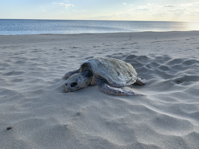 A dead turtle o the beach